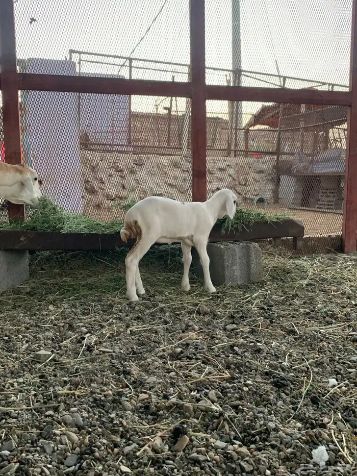 نعجه رفيديه تومه على ثنتين للبيع 6
