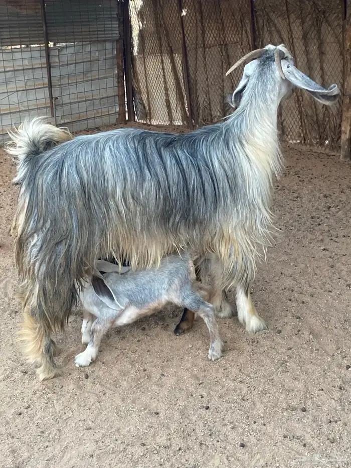 عنز مصريه صنف والد تم البيع 28