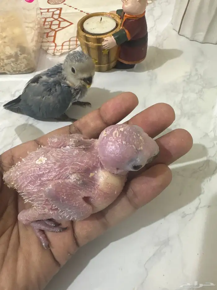فرخ صن كنيور وفرخ روز 2