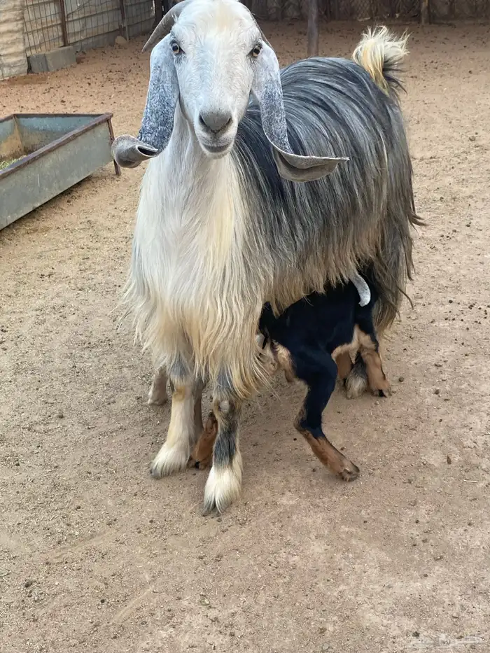 عنز مصريه صنف والد تم البيع 6