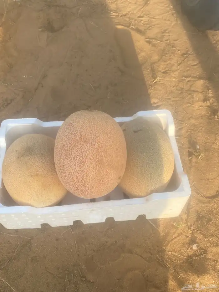 شمام للبيع 2