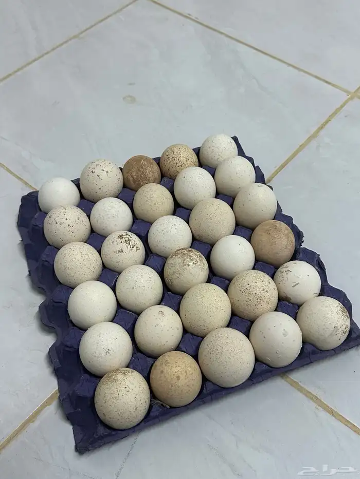 بيض دجاج رومي مخصب 0