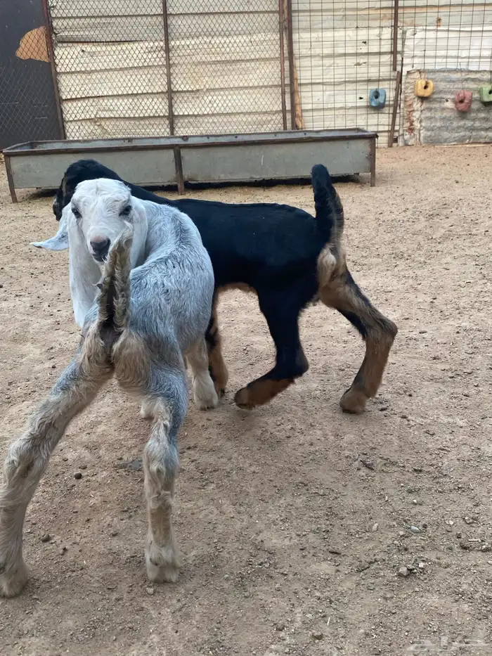 عنز مصريه صنف والد تم البيع 33