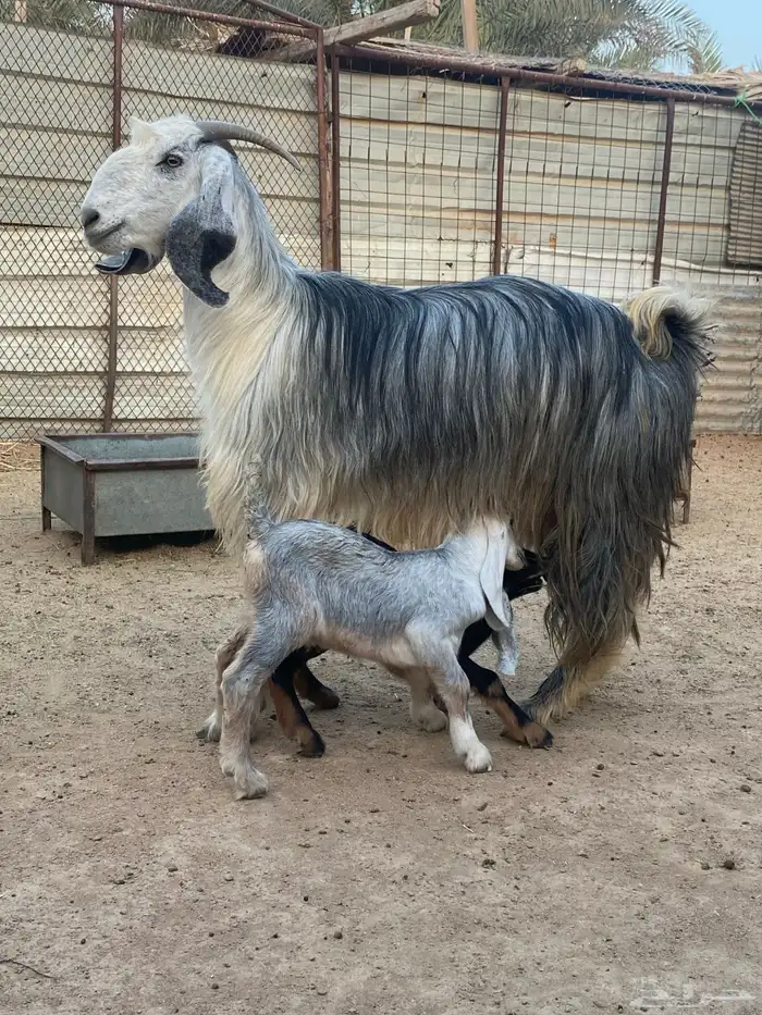 عنز مصريه صنف والد تم البيع 25