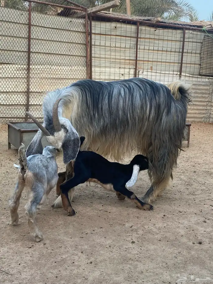 عنز مصريه صنف والد تم البيع 24