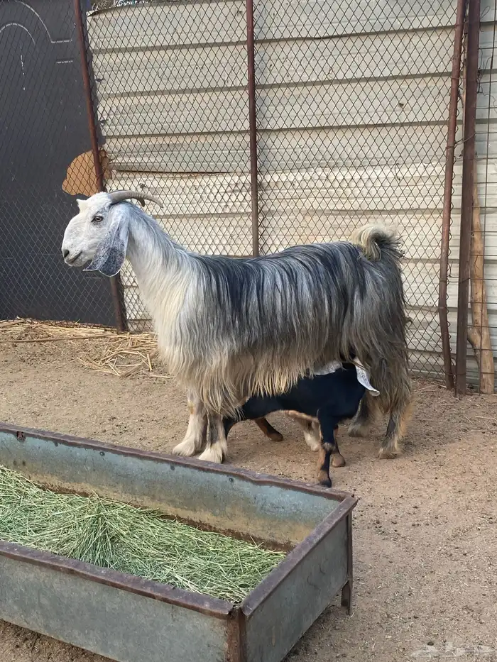 عنز مصريه صنف والد تم البيع 9