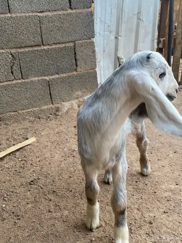 عنز مصريه صنف والد تم البيع 37