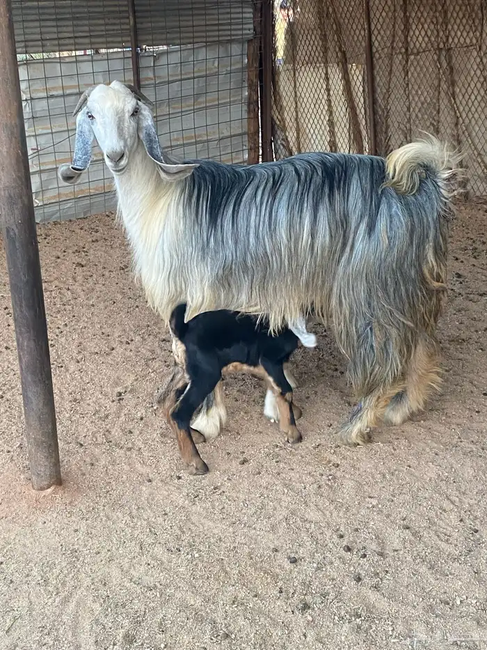 عنز مصريه صنف والد تم البيع 19