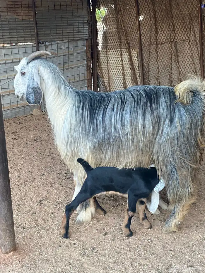 عنز مصريه صنف والد تم البيع 3