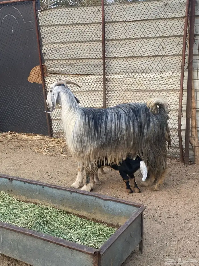 عنز مصريه صنف والد تم البيع 29