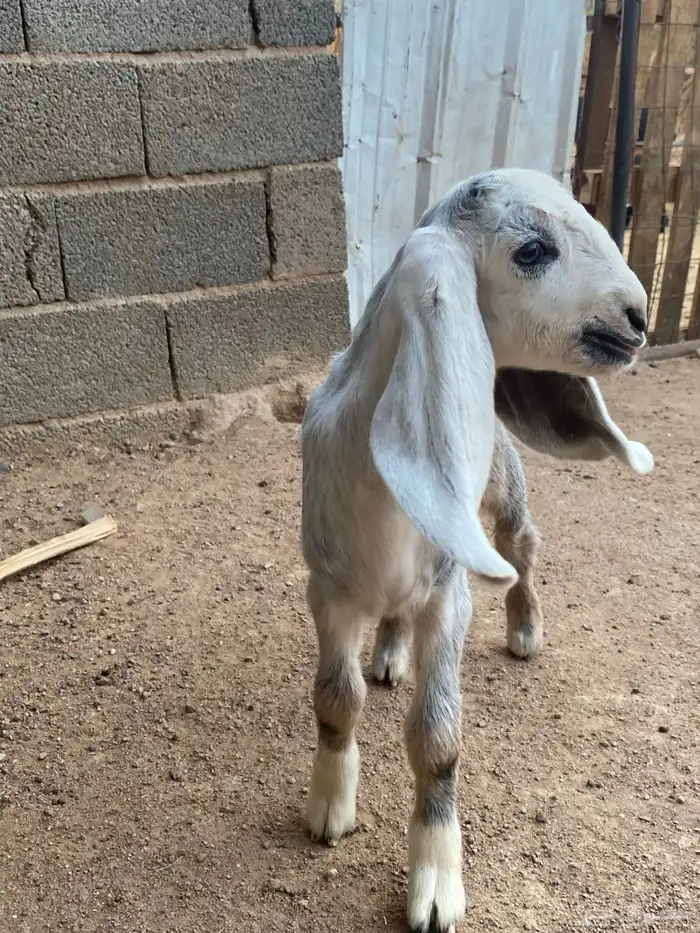 عنز مصريه صنف والد تم البيع 39