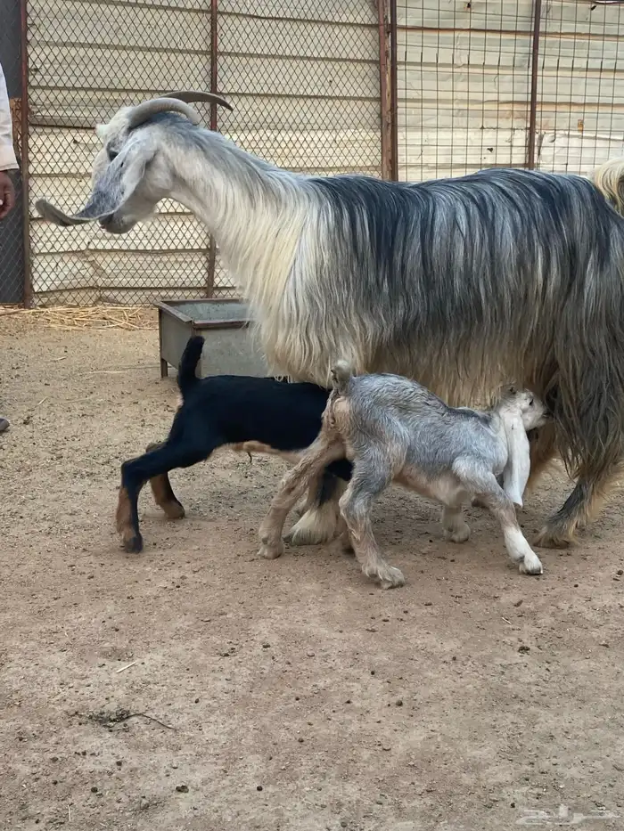 عنز مصريه صنف والد تم البيع 23