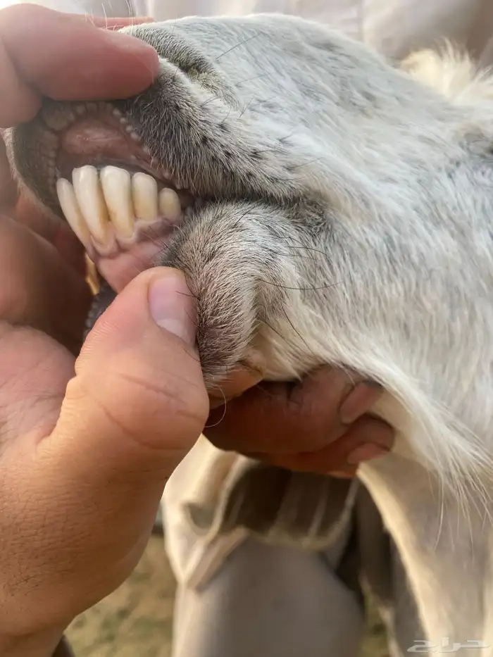 عنز مصريه صنف والد تم البيع 42