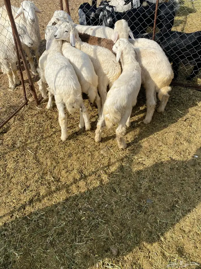 بهم ضحايا 1