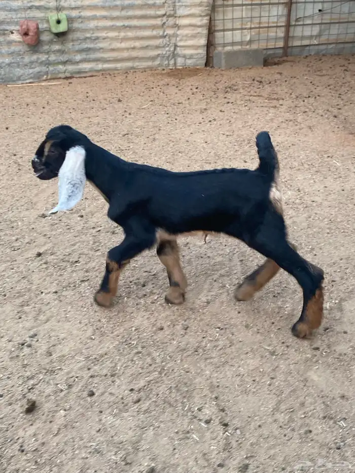 عنز مصريه صنف والد تم البيع 38