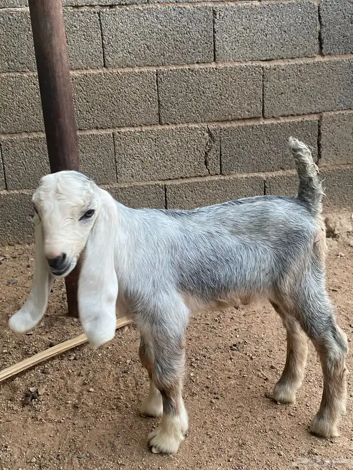 عنز مصريه صنف والد تم البيع 32