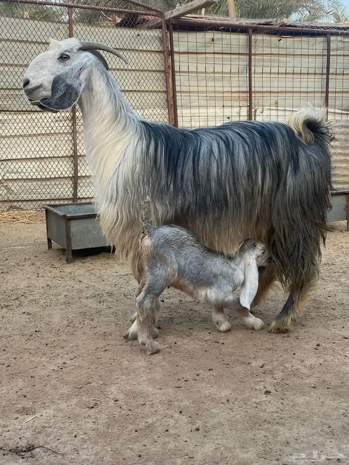 عنز مصريه صنف والد تم البيع 17