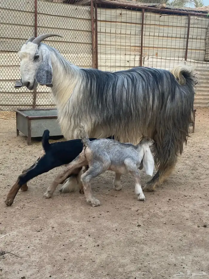 عنز مصريه صنف والد تم البيع 22