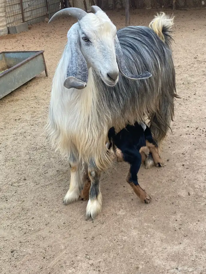 عنز مصريه صنف والد تم البيع 27