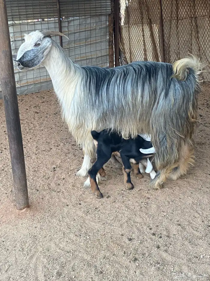 عنز مصريه صنف والد تم البيع 2