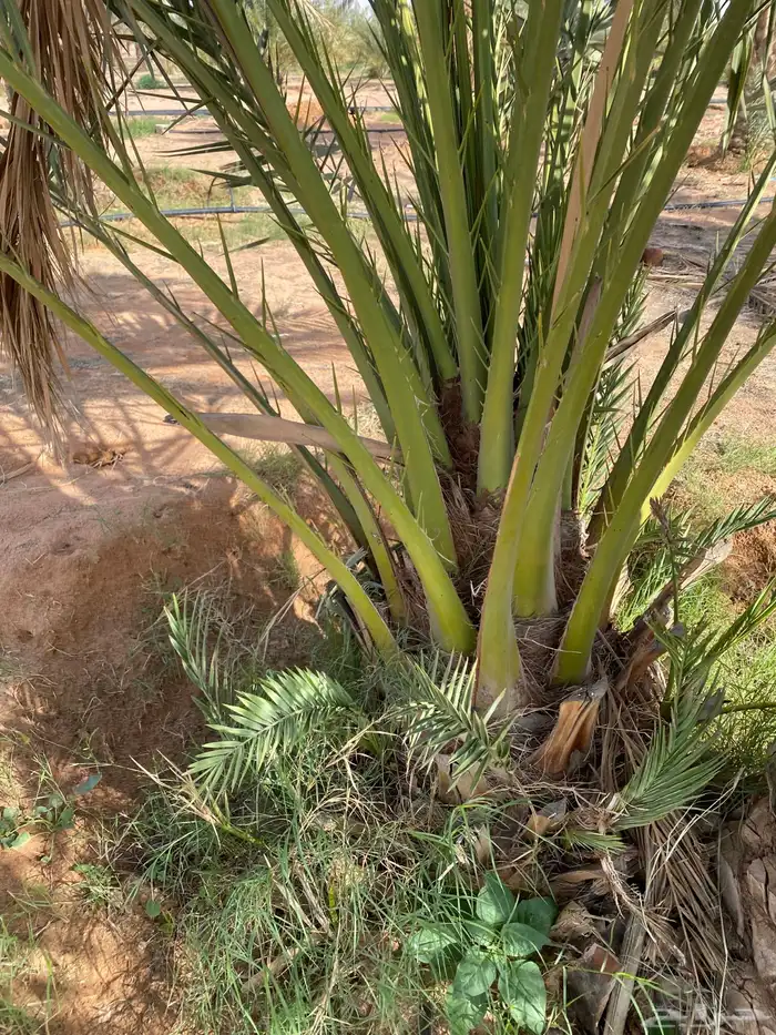 يوجد لدينا نخل البيع مثمرا وبسعر مناسب 5