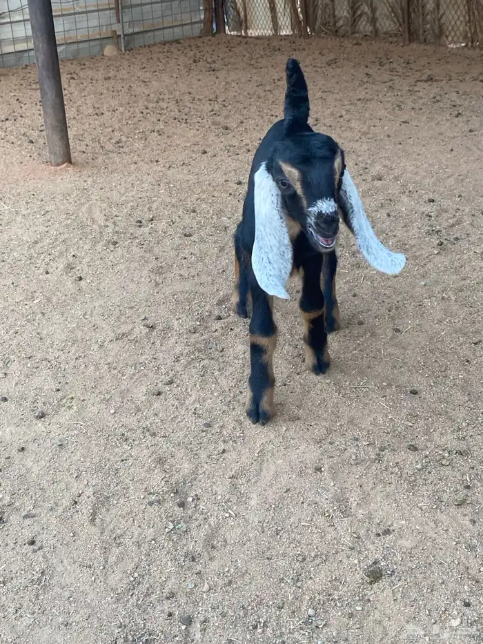 عنز مصريه صنف والد تم البيع 41