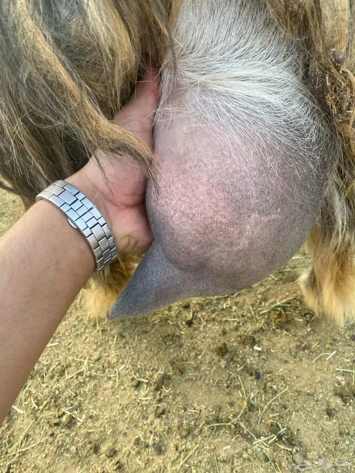 عنز مصريه صنف والد تم البيع 12