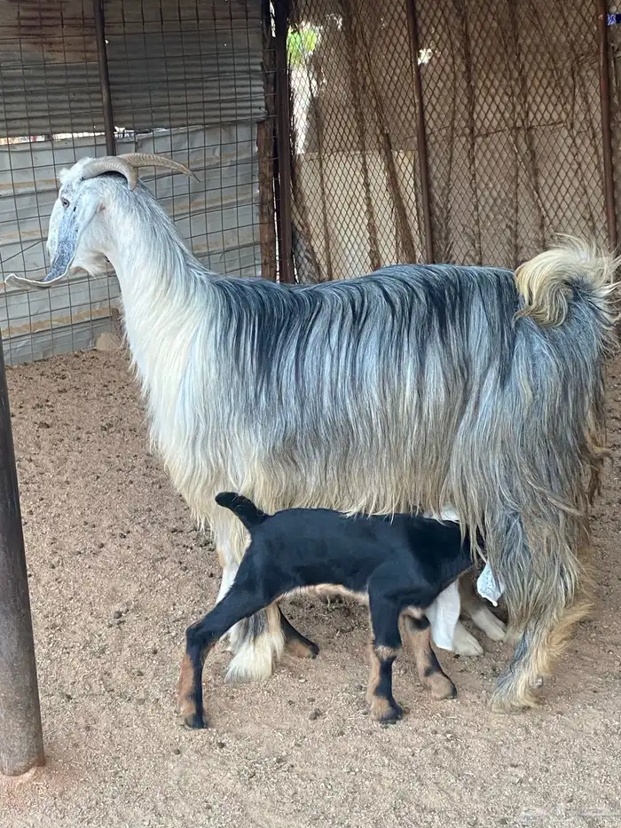 عنز مصريه صنف والد تم البيع 15