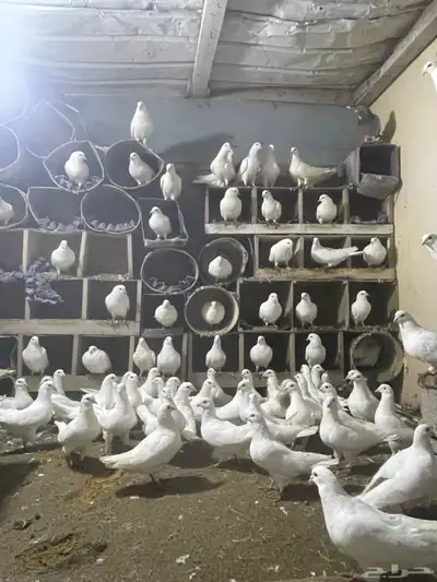 عشه حمام فرنسي سوبر جانبو شباب 0