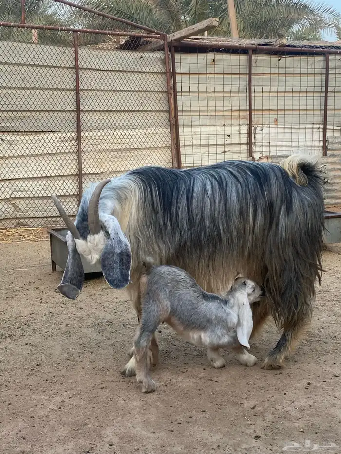 عنز مصريه صنف والد تم البيع 16