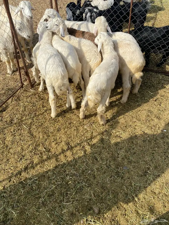 بهم ضحايا 0