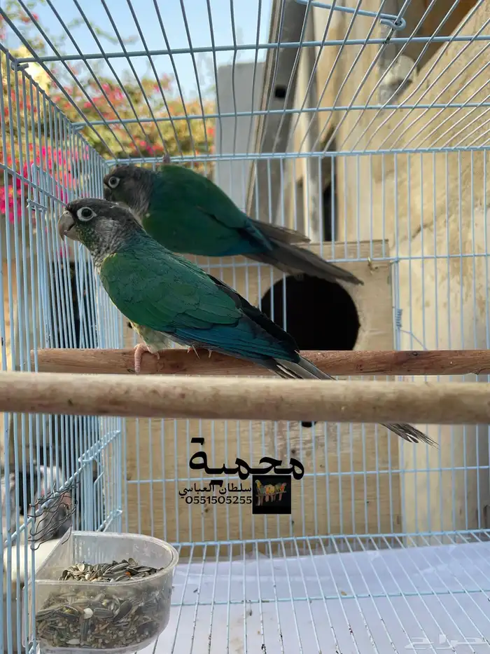 جوز كنيور بلو شيك المميز 3