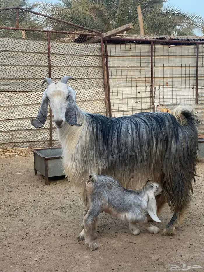 عنز مصريه صنف والد تم البيع 4