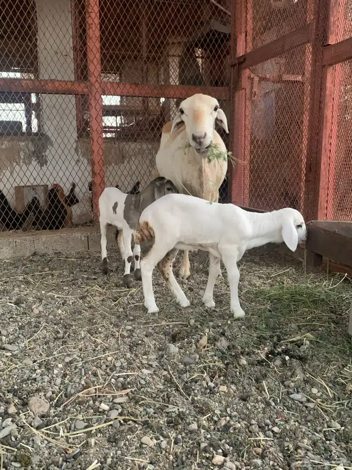 نعجه رفيديه تومه على ثنتين للبيع 3