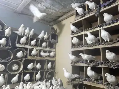 عشه حمام فرنسي سوبر جانبو شباب 1