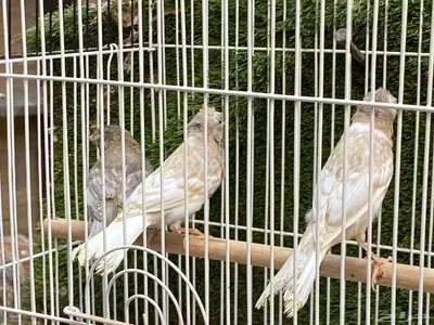 فروخ كناري جاسب ( تم البيع ) 0