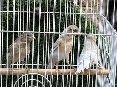 فروخ كناري جاسب ( تم البيع ) 5
