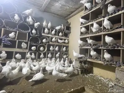 عشه حمام فرنسي سوبر جانبو شباب 2
