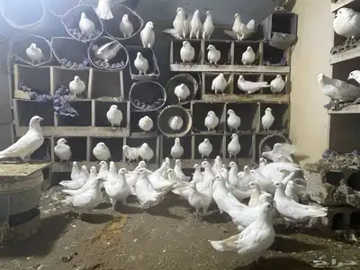 عشه حمام فرنسي سوبر جانبو شباب 4