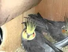 ازواج كروان باكستاني 0
