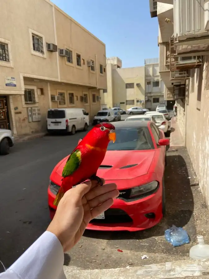 ببغاء لوري نوادر 4