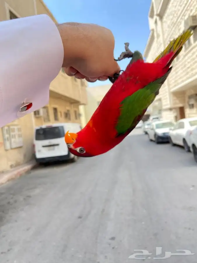 ببغاء لوري نوادر 11