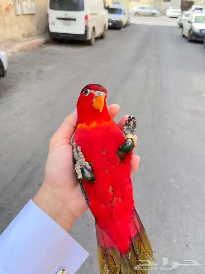 ببغاء لوري نوادر 9