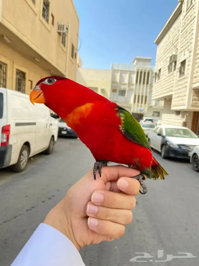 ببغاء لوري نوادر 0