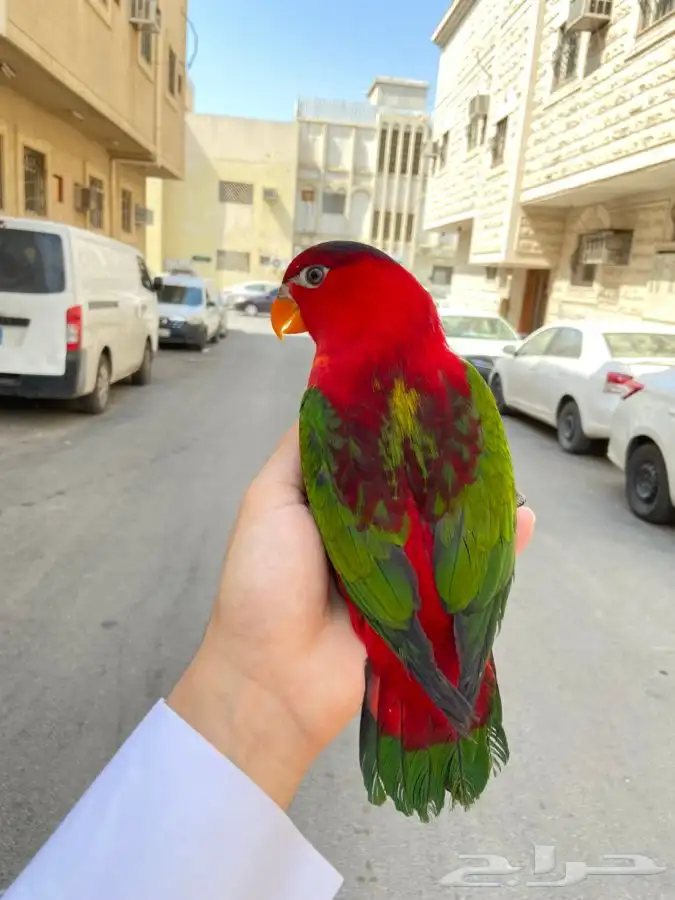 ببغاء لوري نوادر 14