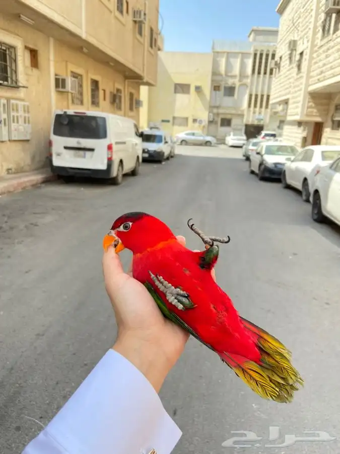 ببغاء لوري نوادر 7