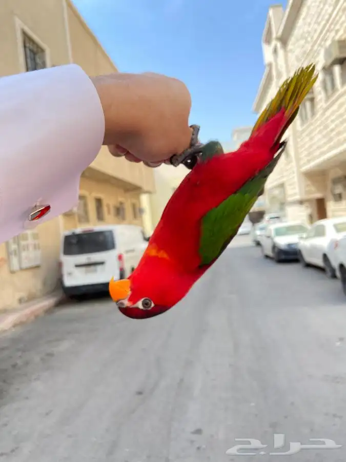 ببغاء لوري نوادر 8
