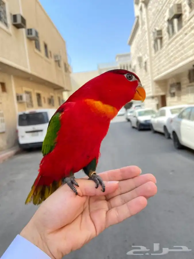 ببغاء لوري نوادر 2