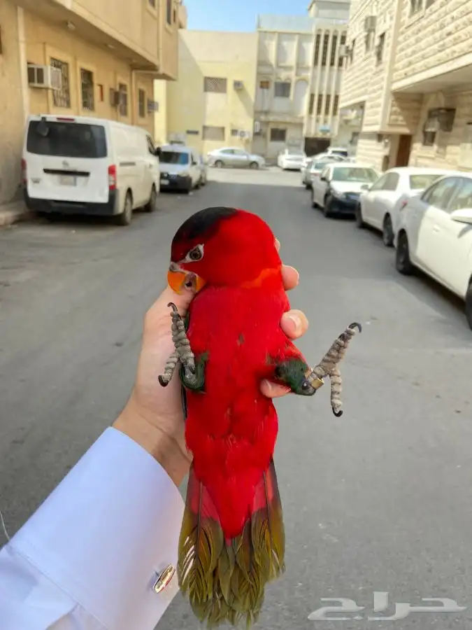 ببغاء لوري نوادر 6