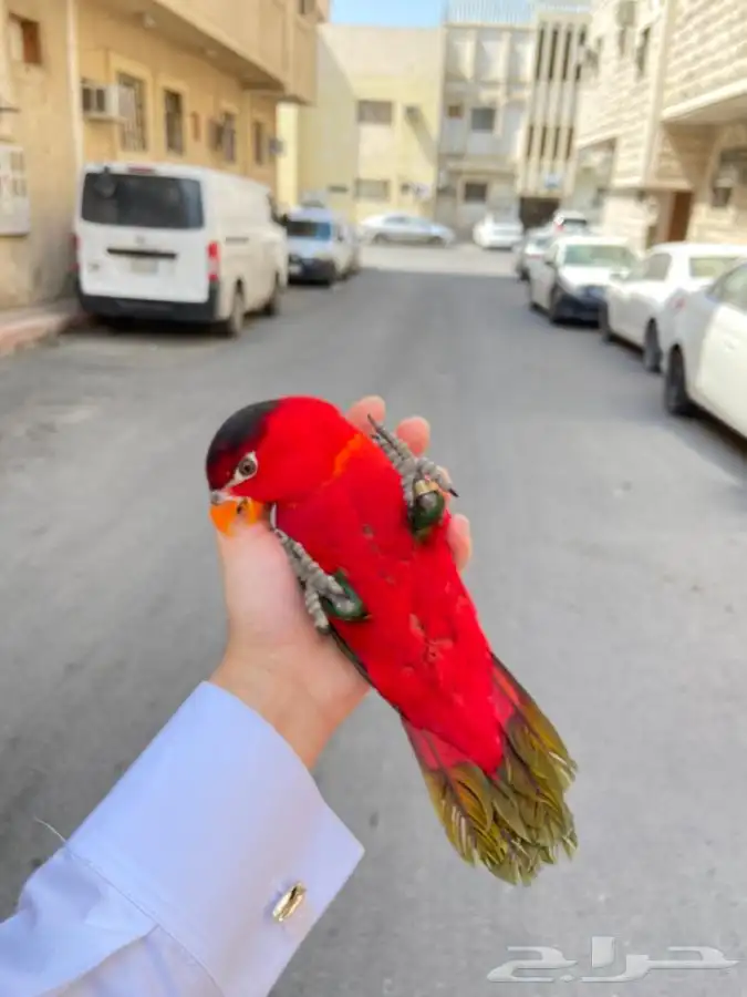 ببغاء لوري نوادر 13